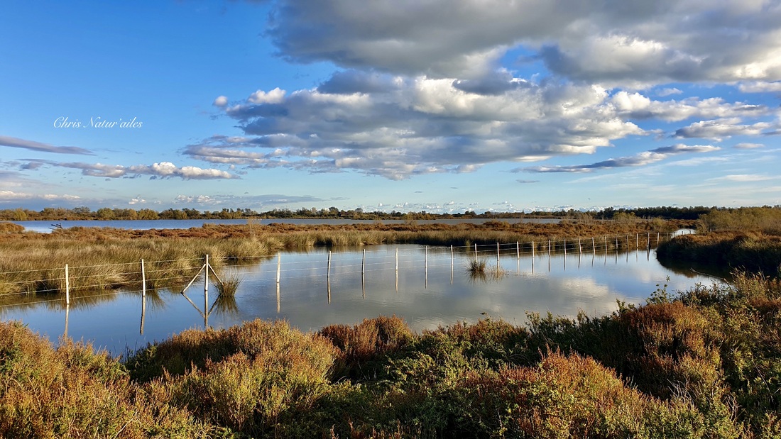 Paysages au Parc ornithologique de pont de Gau ( Camargue )