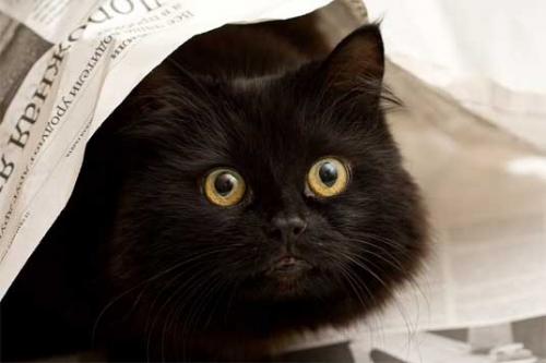 06 - Le chat et le journal