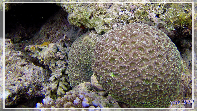 Corail cristal ou Corail piquant, Crystal cora or Prickly coral or Grass coral (Galaxea fascicularis) - Snorkeling à Thudufushi - Atoll d'Ari - Maldives