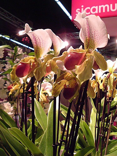 Orchidées 001