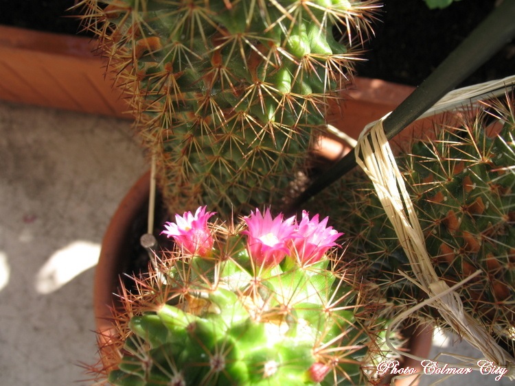 Mon cactus fleurit