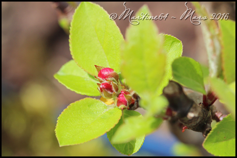 Couleurs de printemps