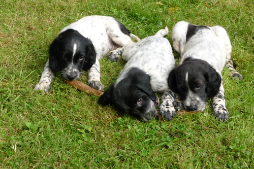 Photo des chiots