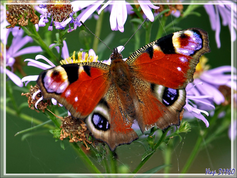 Papillon Paon-du-jour, European Peacock Butterfly (Aglais io) recto et verso - Lartigau - Milhas - 31