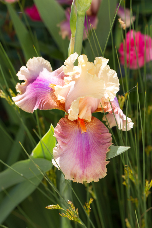 Iris à grandes fleurs (2)