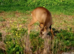 19 Décembre 2018 - "Bambi"