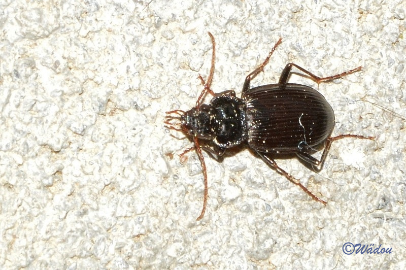 Carabe nebria