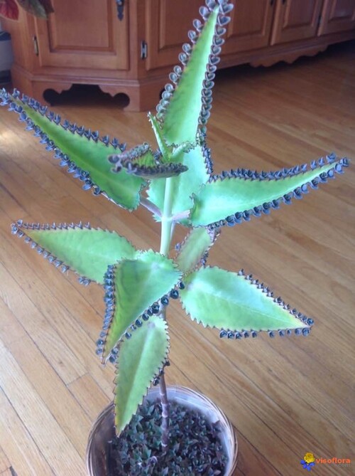 Fleurs cultivées : kalanchoe