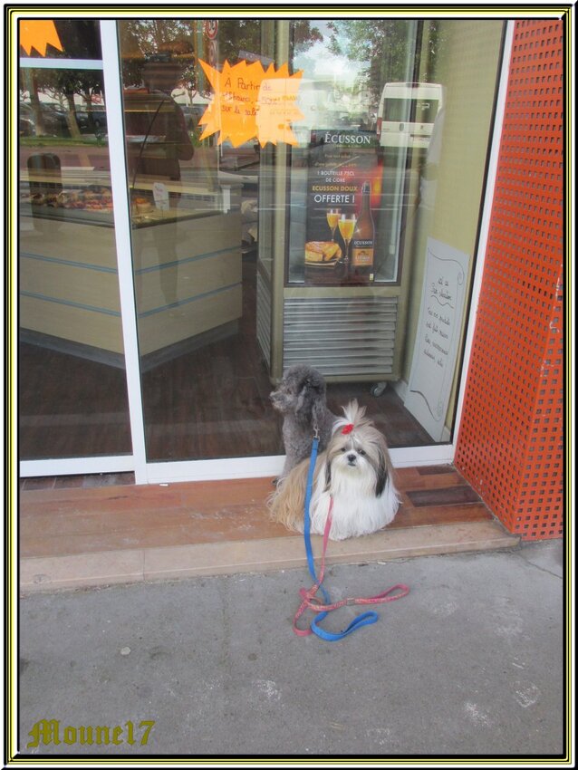 3 shih-tzu et un caniche à Royan