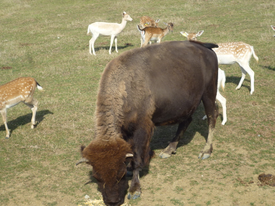 visit de la ferme des bisons