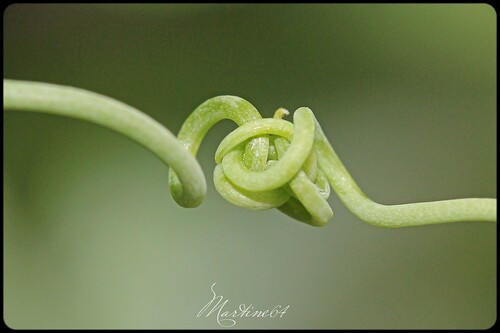 Sac de noeuds ...