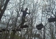 Acrobaties dans les arbres !!