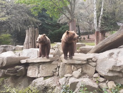 Mercredi 6 avril : Parc animalier des Pyrénées