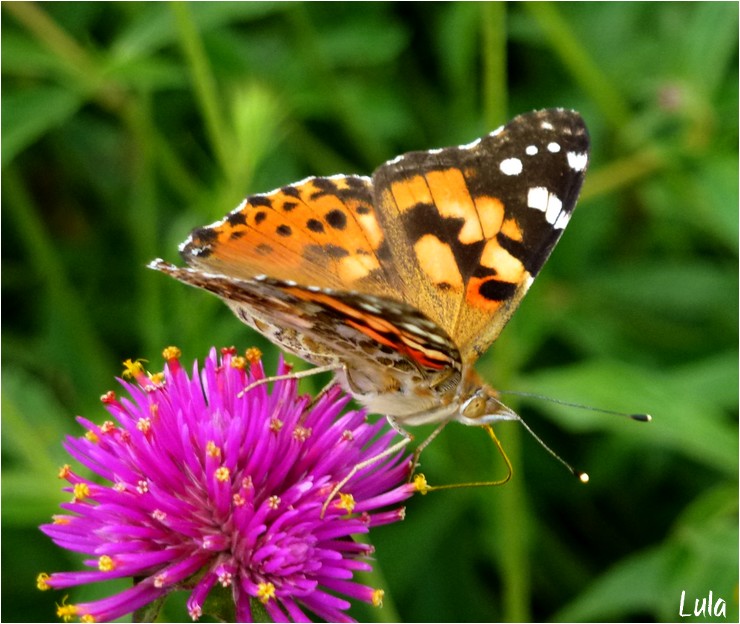 Papillons : Vanessa cardui et Monarque