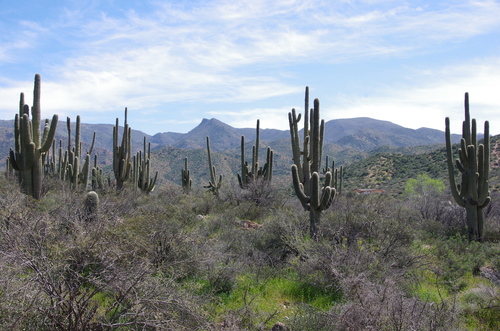 Jour 14 - l'Apache Trail, Tonto National Forest, Arizona