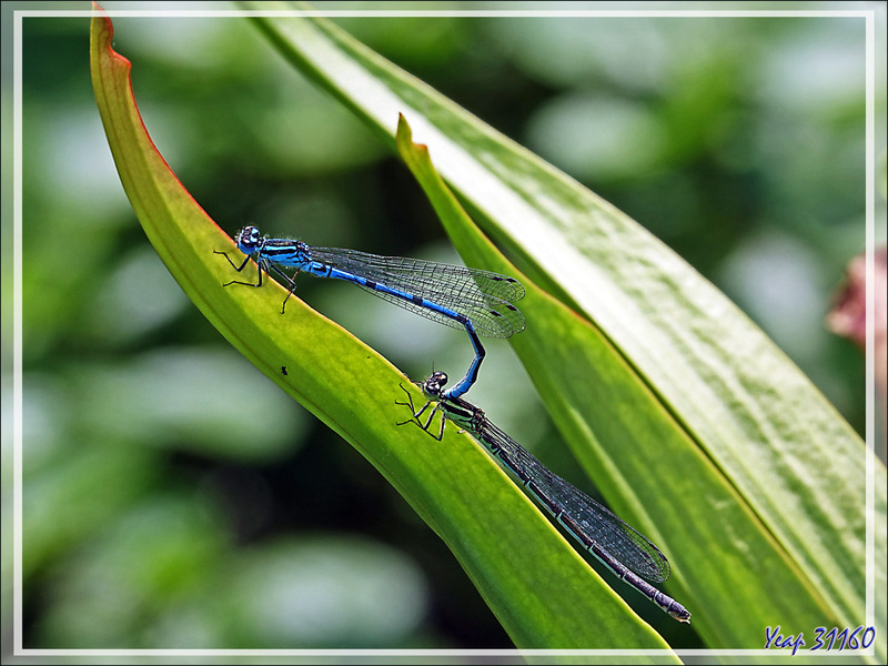 Deux libellules amoureuses : Agrion jouvencelle (Coenagrion puella) - Lartigau - Milhas - 31