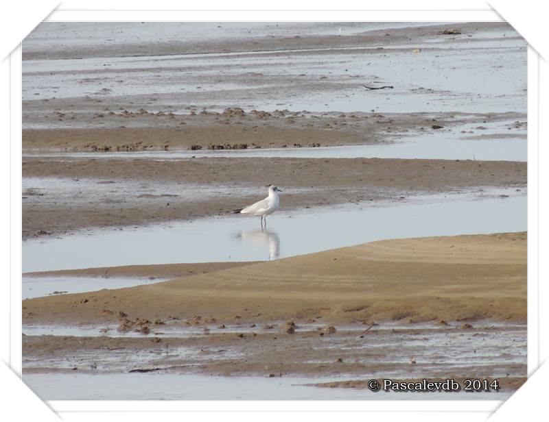 Sur le sentier du littoral à Gujan-Mestras - 3/6