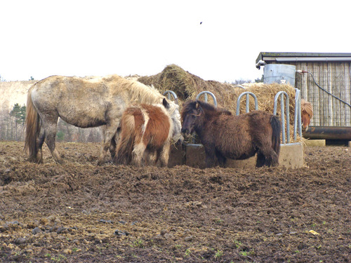 Animaux Châtillonnais