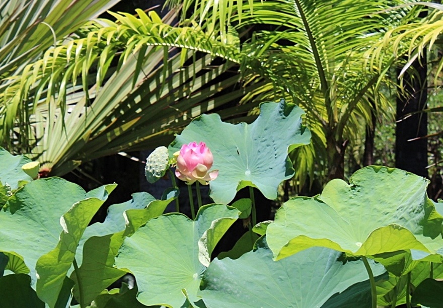 22/8/22 : JARDIN DE L'ETAT A SAINT-DENIS (2/6)