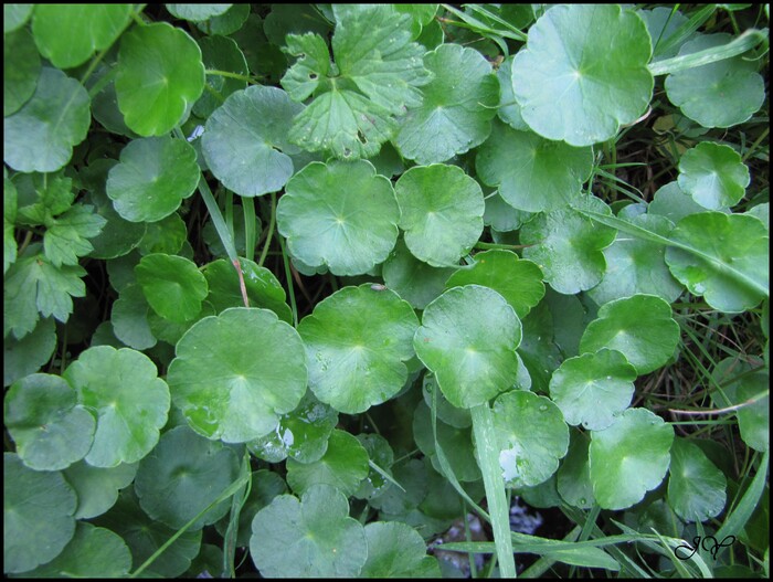 Hydrocotyle vulgaris.