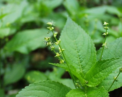 Mercurialis perennis 19 04 2003 1