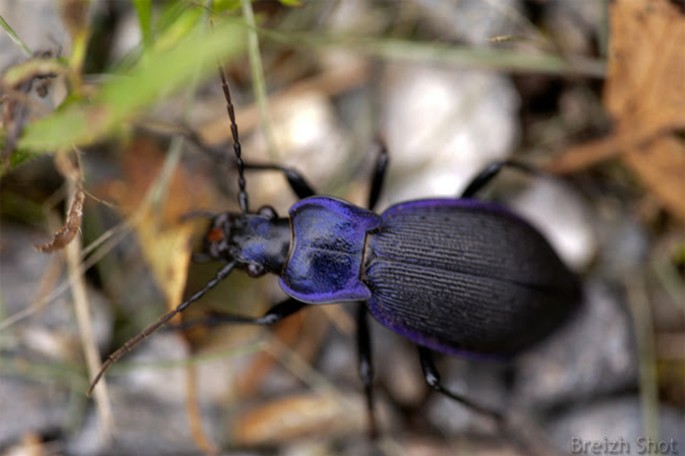 Le carabe violet au jardin