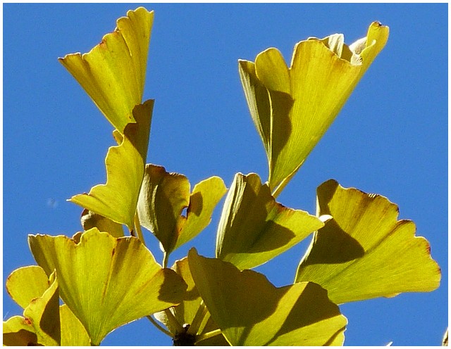  Ginkgo Biloba  ou arbre aux mille écus 