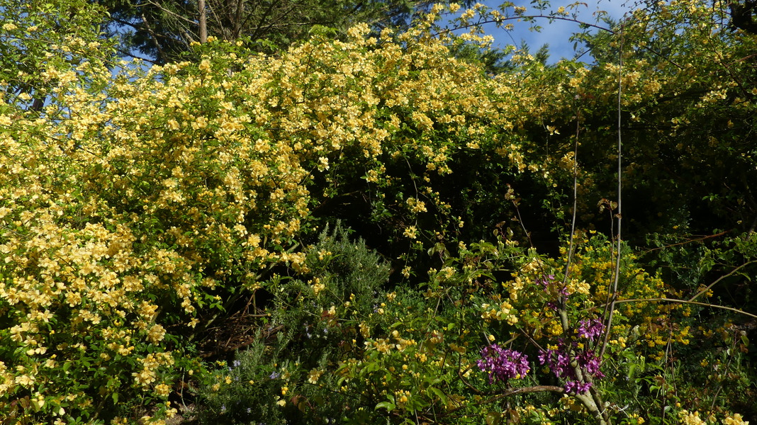 Rosier de Banks Lutescens