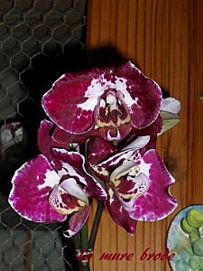 orchidee-010.JPG