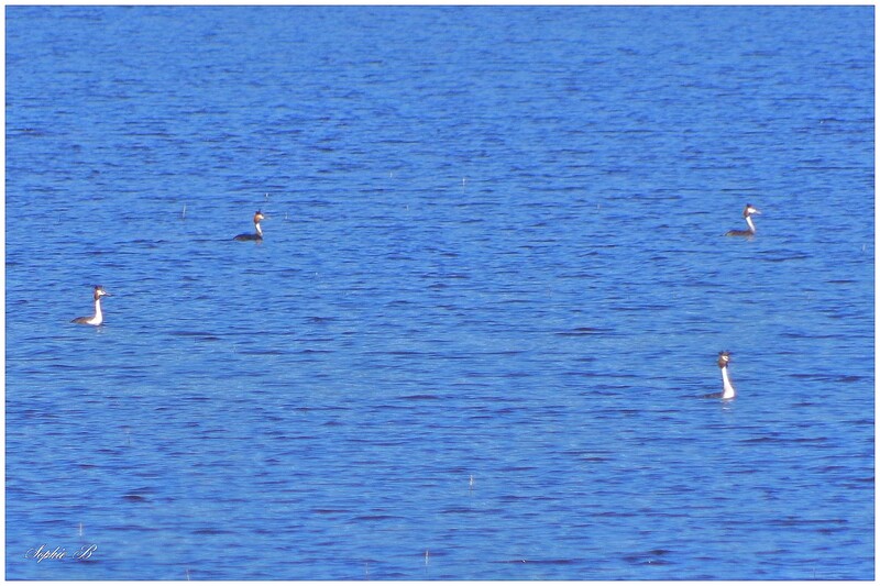 L'Etang Grand , à Pulvérières (63 )