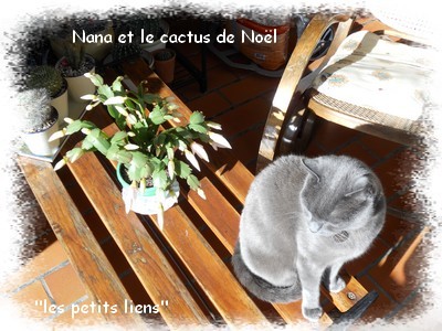 nana-et-le-cactus-noel-2.jpg
