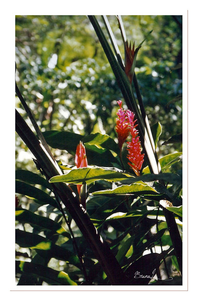 Martinique - l'île aux fleurs