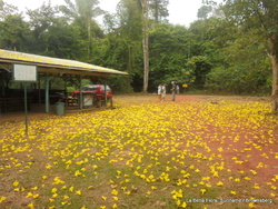 Le Parc Naturel de Brownsberg