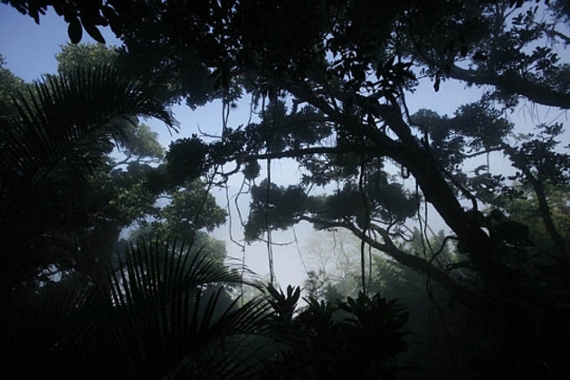 Forêt du Brésil
