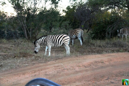 AFRIQUE du SUD : juin 2018 : 1 er safari