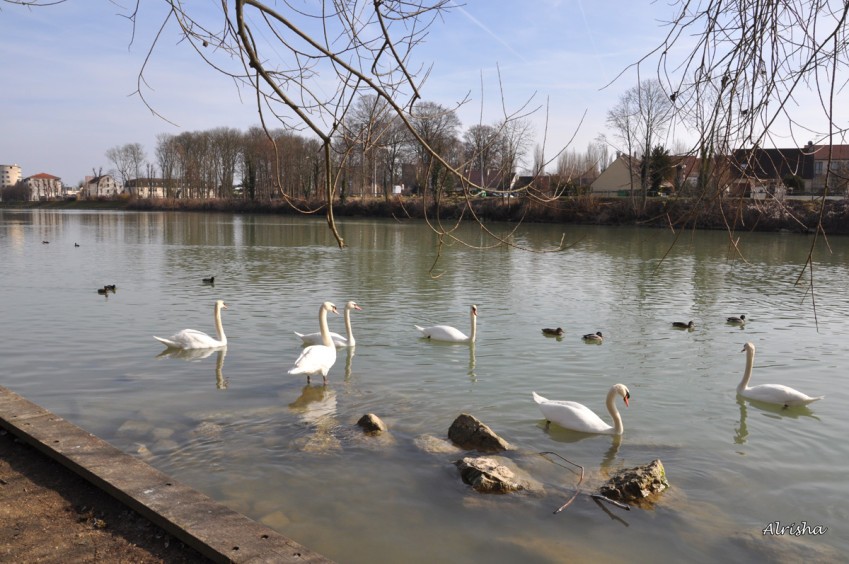 cygnes Marne