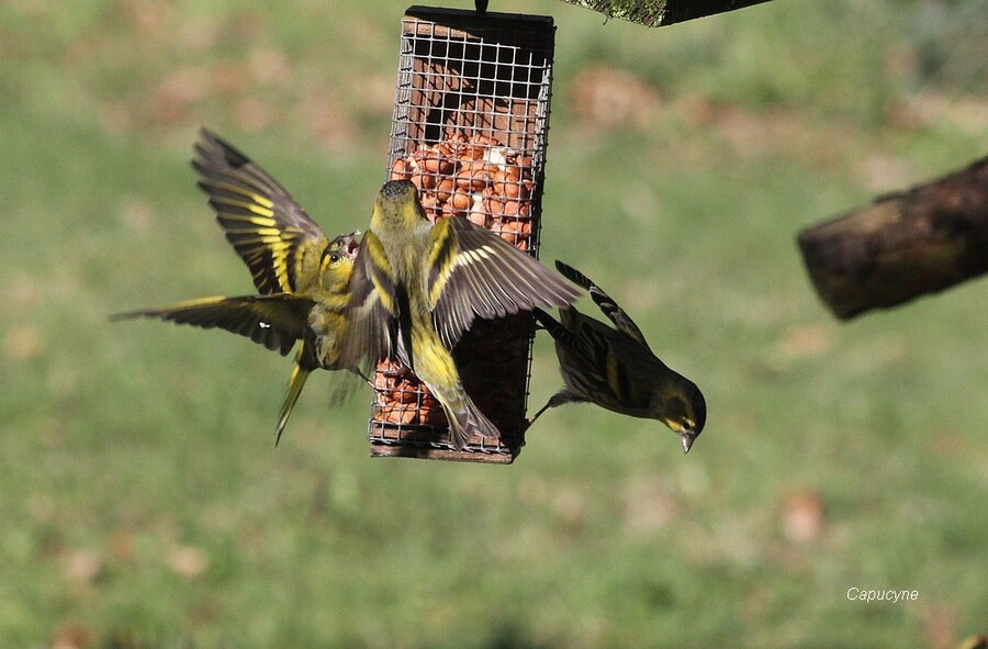 Volière au jardin !