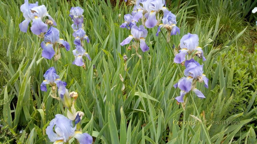Iris germanica, l’iris des jardins(tout sol même calcaire et aime la sécheresse,il y a de nombreuses variétés