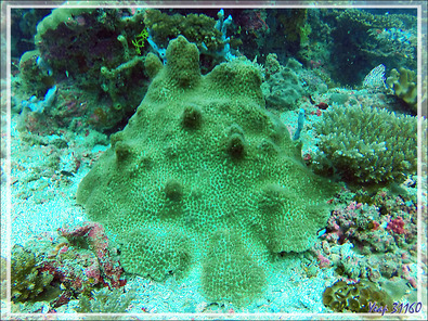 Diversité corallienne sur le spot de plongée "Sugar Man" - Nosy Tsarabanjina - Archipel Mitsio - Madagascar