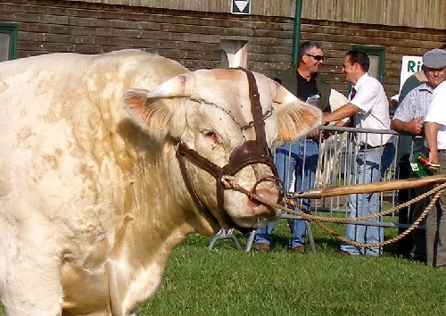 Bacchus
