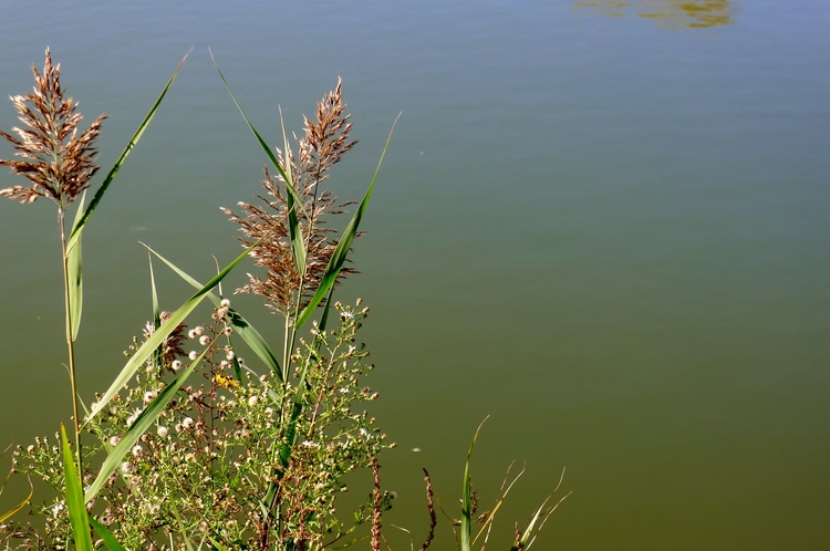 PETITE BALADE AUTOUR D'UN ETANG