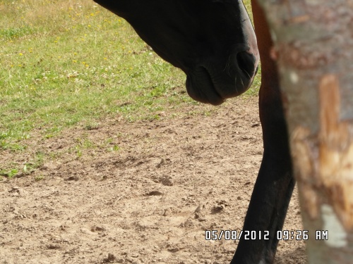 Quelques détails des chevaux