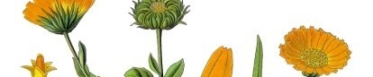 Les bienfaits du Calendula officinalis