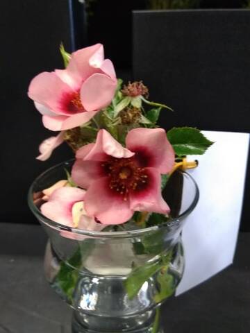 Concours international de Roses Nouvelles du Roeulx - 2019