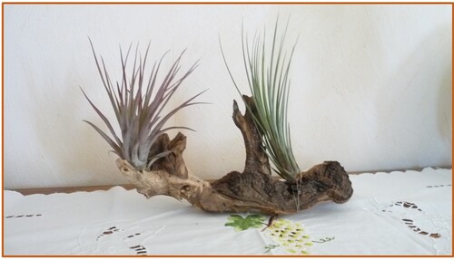 Les filles de l'air ou Tillandsia