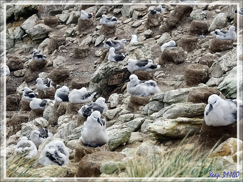 La falaise aux nids d'Albatros à sourcils noirs, Black-browed Albatross (Thalassarche melanophris) - Coffin's Harbour - New Island - Falkland (Malvinas, Malouines) - Grande-Bretagne