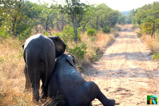Afrique du Sud : juin 2018 safari bébés éléphants 2/4