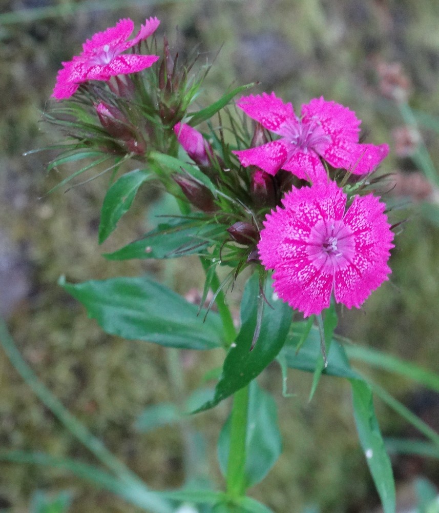 Surprises fleuries au jardin...