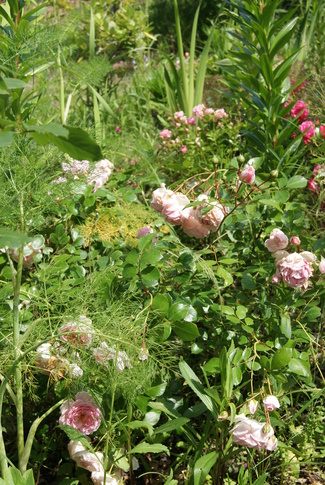 Rosier rose neyron clair ' Lovely Meilland ' 