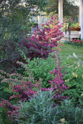 Loropetalum chinensis 'Fire Dance' et ' Blush'